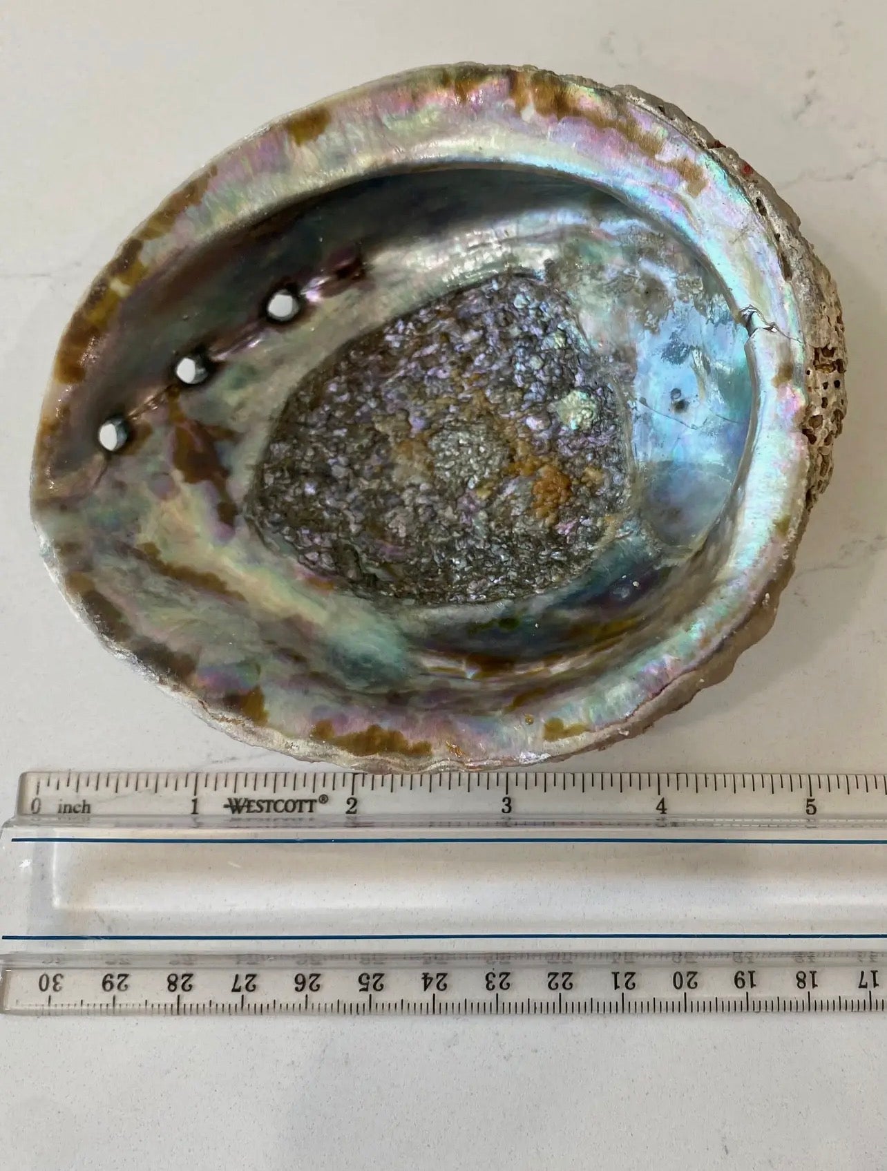 Abalone Shell