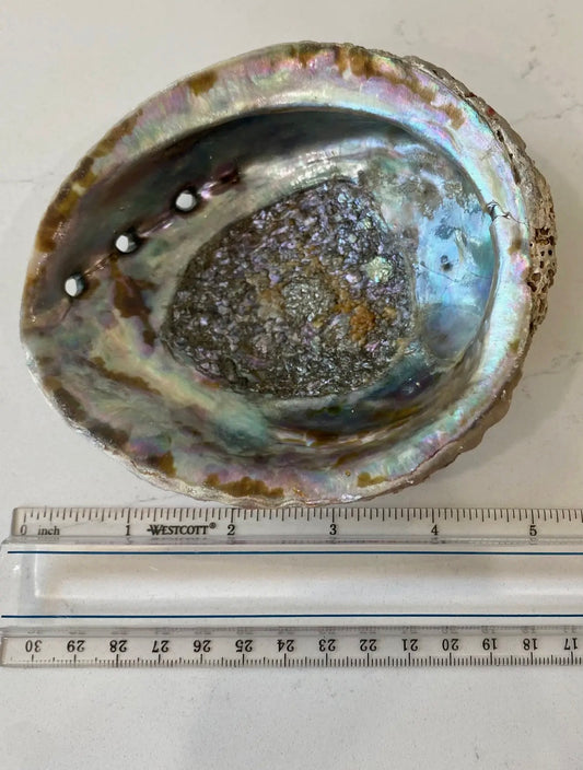 Abalone Shell