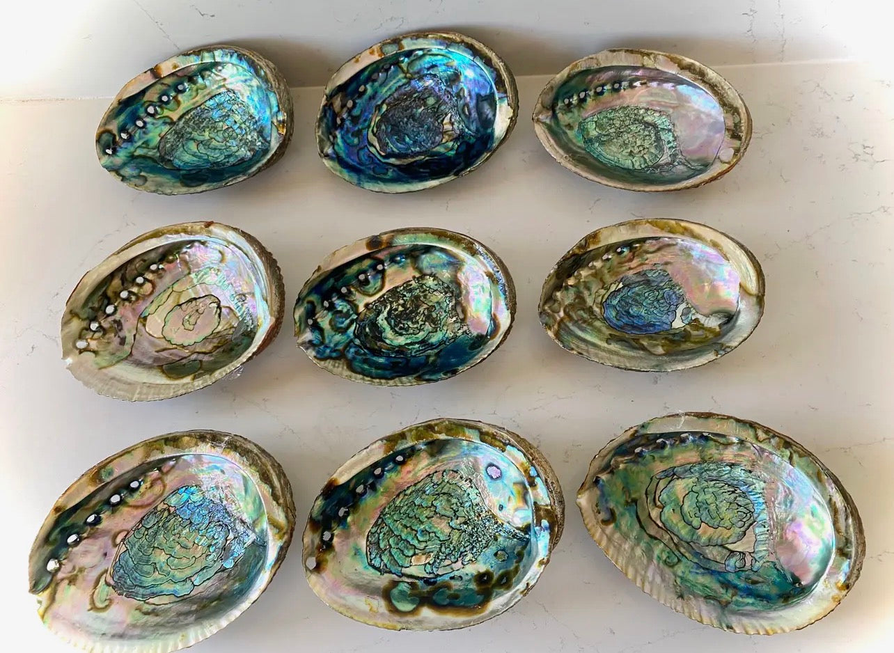 Abalone Shell