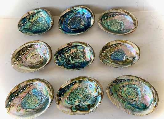 Abalone Shell